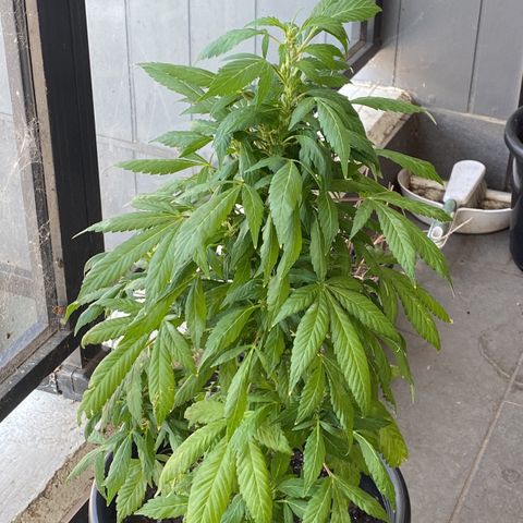 Generic1 growlog timeline photo