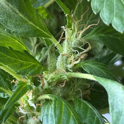 Generic1 growlog timeline photo