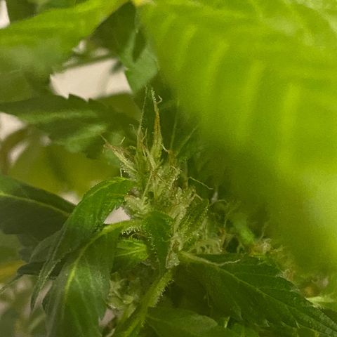 Generic1 growlog timeline photo