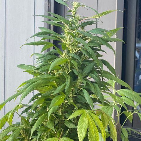 Generic1 growlog timeline photo