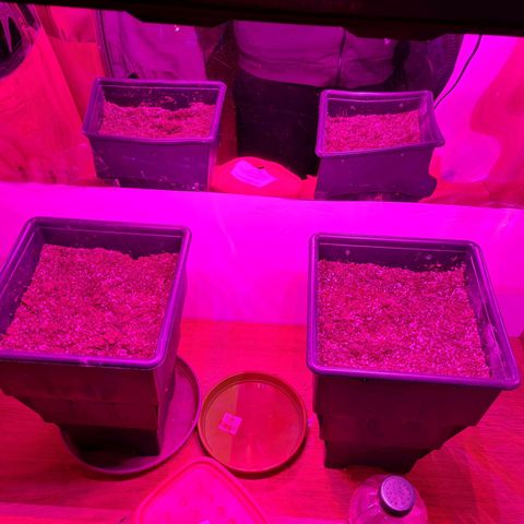 Gorilla glue 1 growlog photo: Hoy puse las semillas germinados en la maceta. Prepare maceta con sustrato indoor más micorrizas, 4g aprox x 10l
