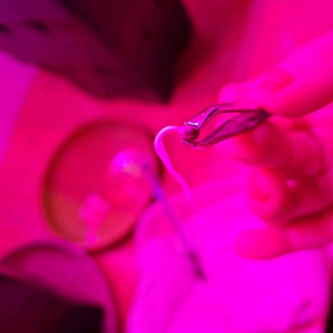 Gorilla glue 1 growlog photo: Hoy puse las semillas germinados en la maceta. Prepare maceta con sustrato indoor más micorrizas, 4g aprox x 10l
