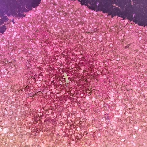 Gorilla glue 1 growlog photo: Ya salio de la tierra!!!