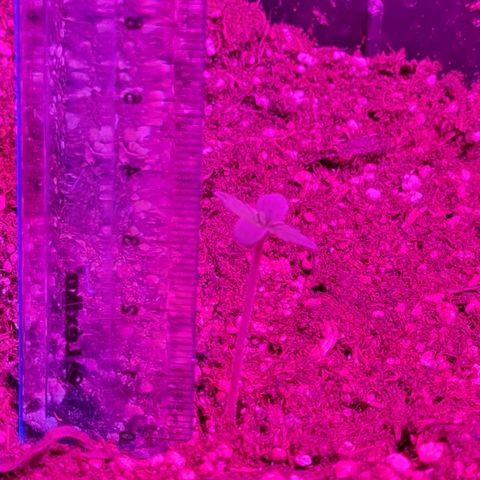 Gorilla glue 1 growlog photo: Ya mide 3,5 cm. Crece como 1 cm x día por el momento 