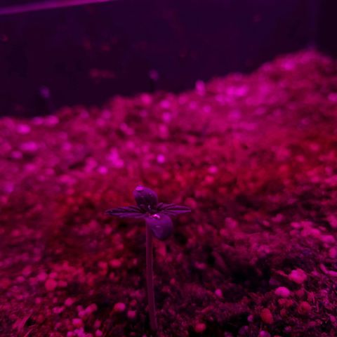 Gorilla glue 1 growlog photo: Ya mide 3,5 cm. Crece como 1 cm x día por el momento 