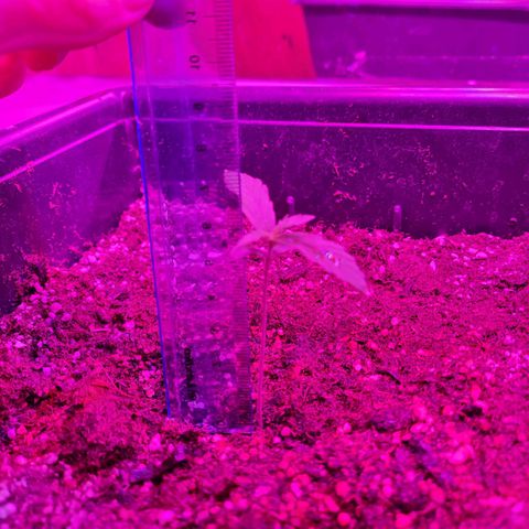 Gorilla glue 1 growlog timeline photo