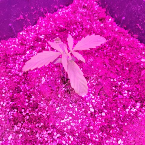 Gorilla glue 1 growlog timeline photo