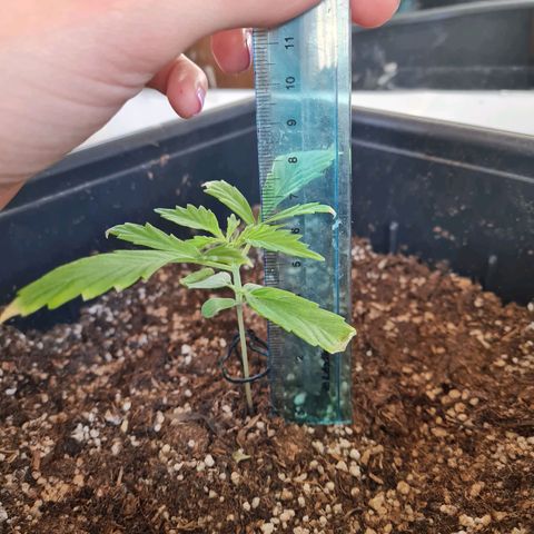 Gorilla glue 1 growlog photo: Quemadas también las puntas de las hojas del 2do nudo 