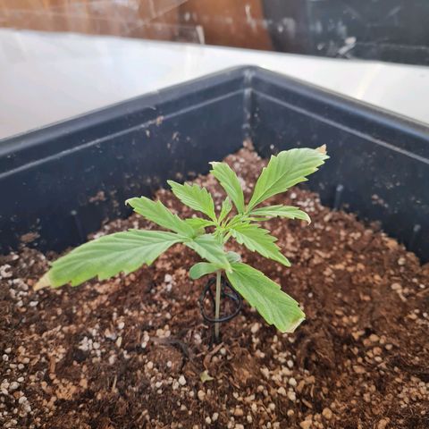Gorilla glue 1 growlog photo: Quemadas también las puntas de las hojas del 2do nudo 