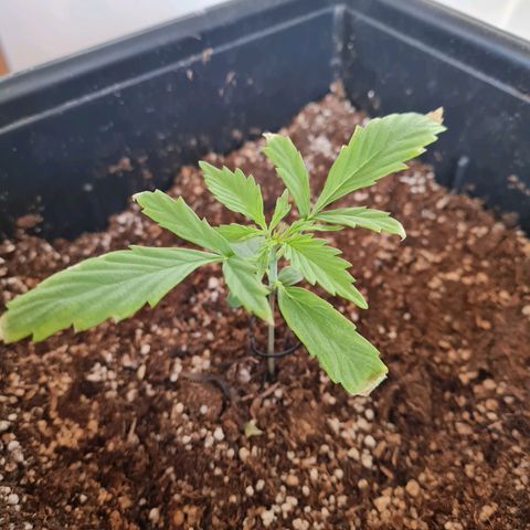 Gorilla glue 1 growlog photo: Quemadas también las puntas de las hojas del 2do nudo 