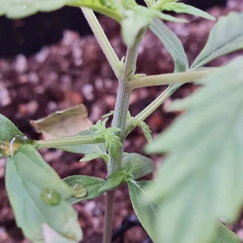 Gorilla glue 1 growlog timeline photo