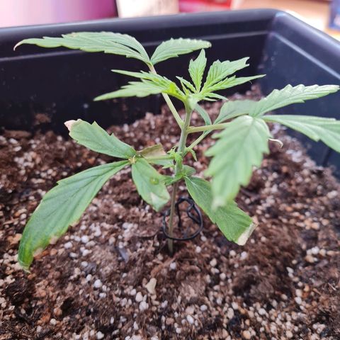 Gorilla glue 1 growlog timeline photo