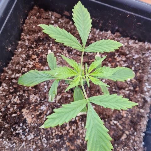 Gorilla glue 1 growlog timeline photo