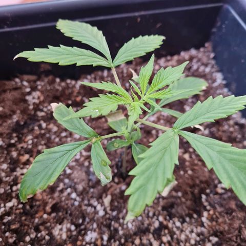 Gorilla glue 1 growlog timeline photo