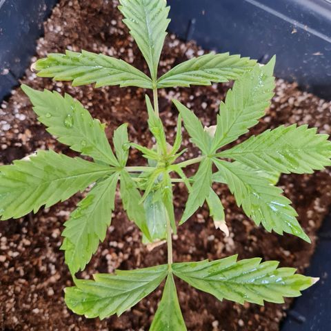 Gorilla glue 1 growlog timeline photo