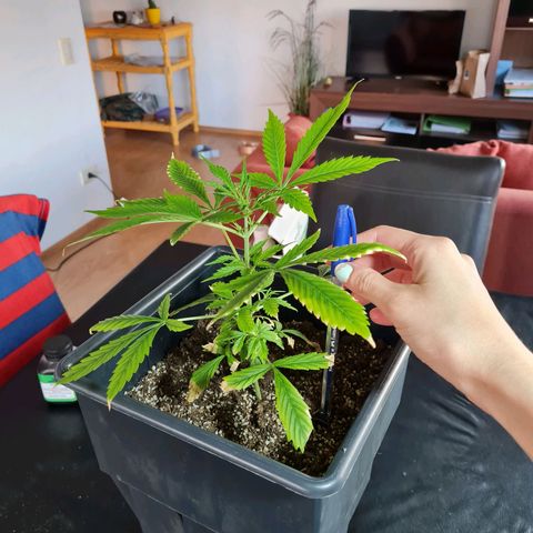 Gorilla glue 1 growlog timeline photo