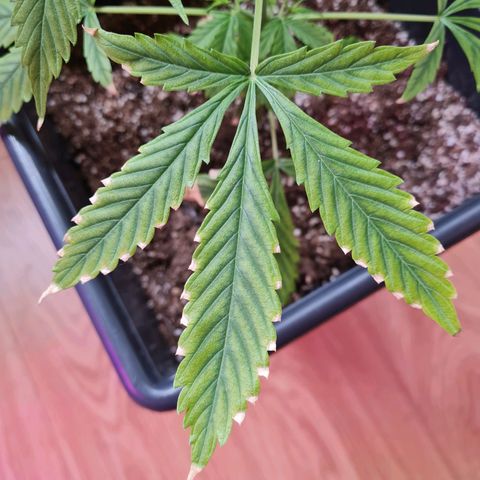 Gorilla glue 1 growlog timeline photo