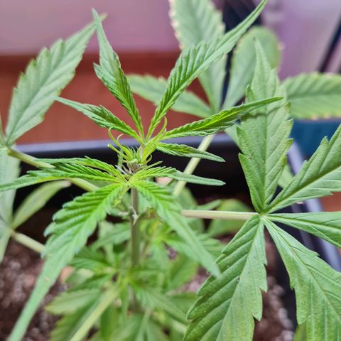 Gorilla glue 1 growlog timeline photo