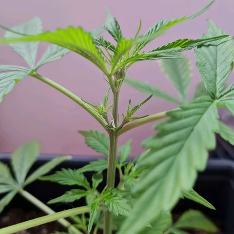 Gorilla glue 1 growlog timeline photo
