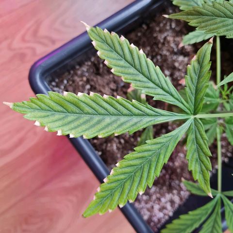 Gorilla glue 1 growlog timeline photo