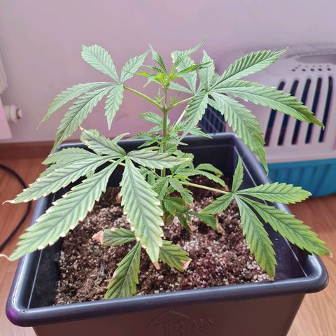 Gorilla glue 1 growlog timeline photo