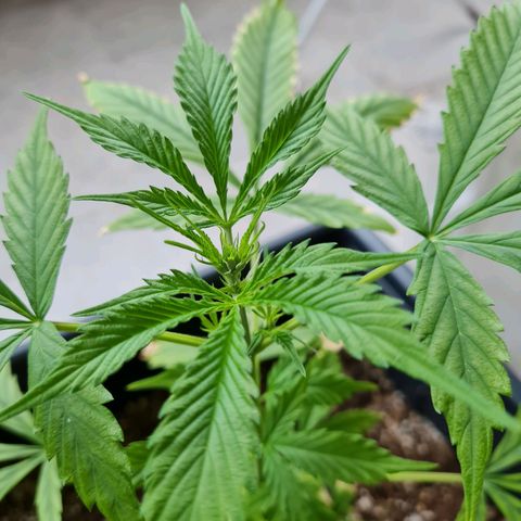 Gorilla glue 1 growlog timeline photo