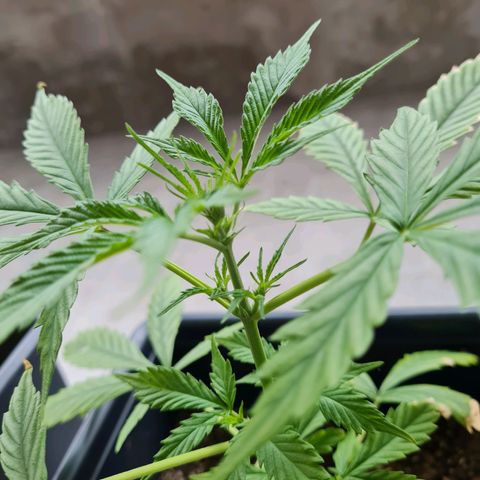 Gorilla glue 1 growlog timeline photo