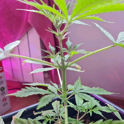 Gorilla glue 1 growlog timeline photo