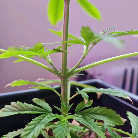 Gorilla glue 1 growlog timeline photo