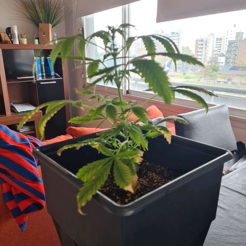 Gorilla glue 1 growlog timeline photo