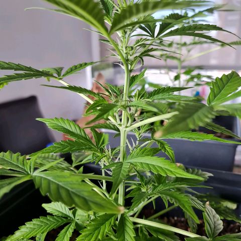 Gorilla glue 1 growlog timeline photo