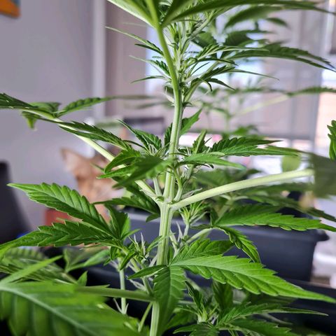 Gorilla glue 1 growlog timeline photo