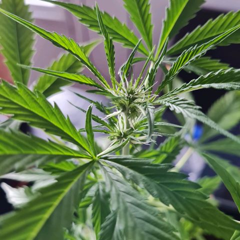 Gorilla glue 1 growlog timeline photo