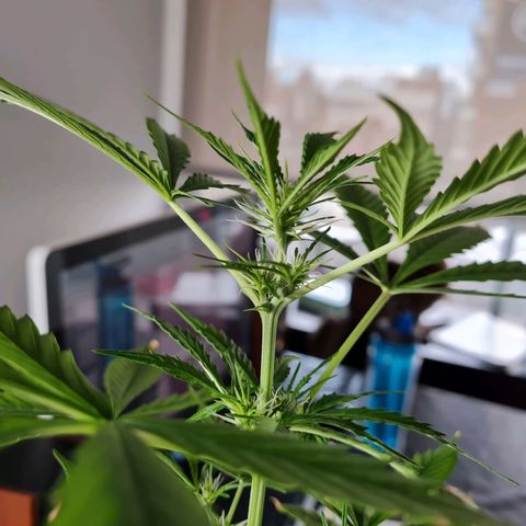 Gorilla glue 1 growlog timeline photo