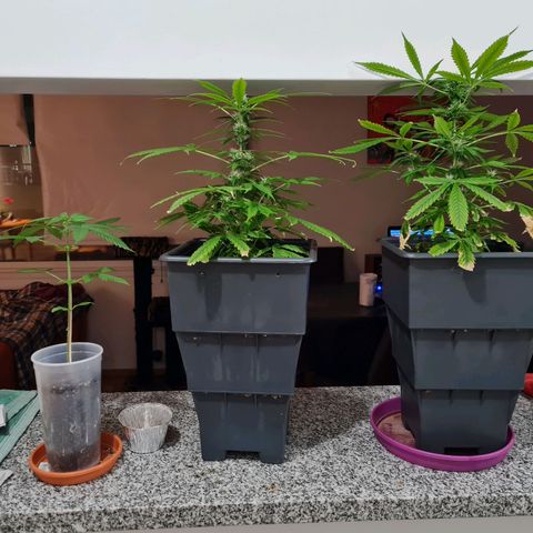 Gorilla glue 1 growlog timeline photo