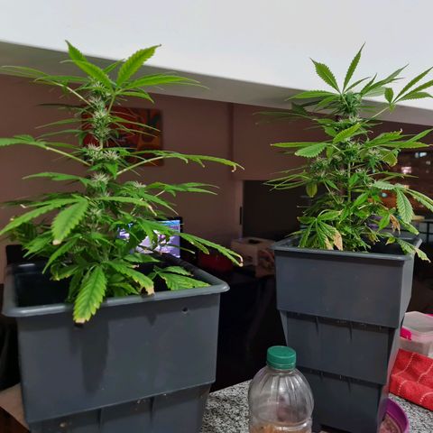 Gorilla glue 1 growlog timeline photo