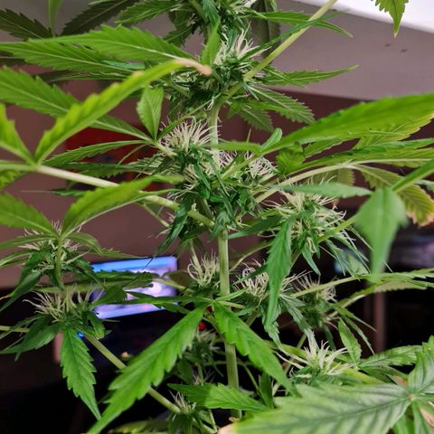 Gorilla glue 1 growlog timeline photo