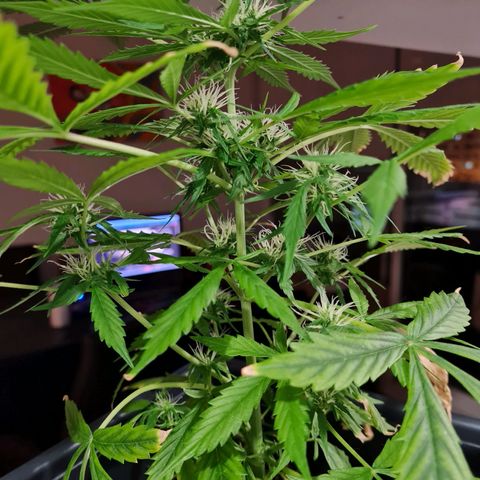 Gorilla glue 1 growlog timeline photo