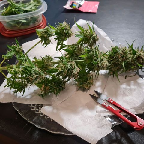 Gorilla glue 1 growlog timeline photo