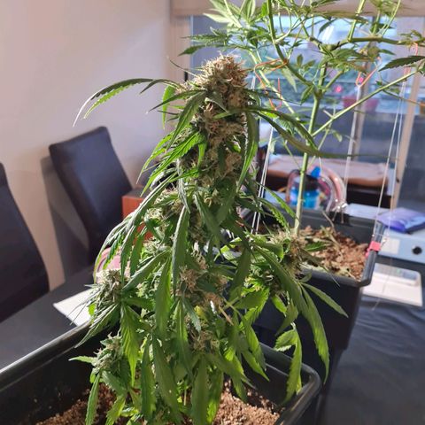 Gorilla glue 1 growlog timeline photo
