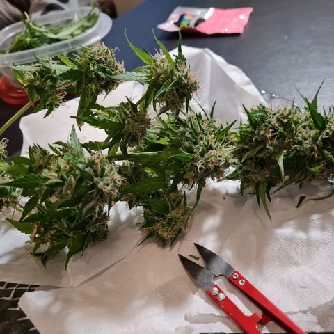 Gorilla glue 1 growlog timeline photo
