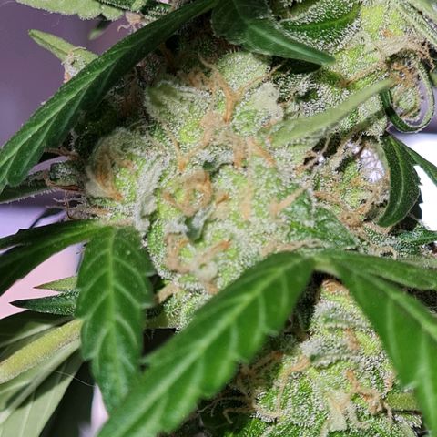 Gorilla glue 1 growlog timeline photo