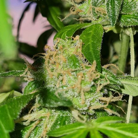 Gorilla glue 1 growlog timeline photo