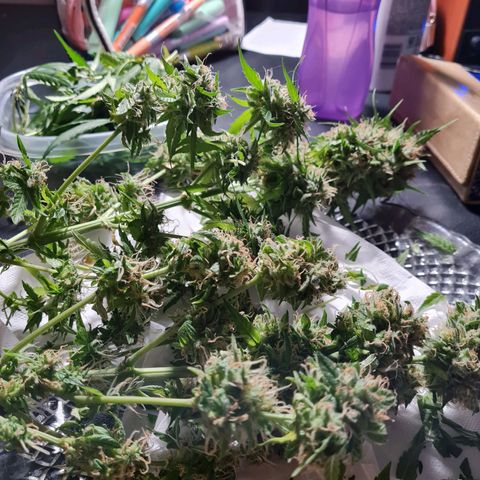 Gorilla glue 1 growlog timeline photo