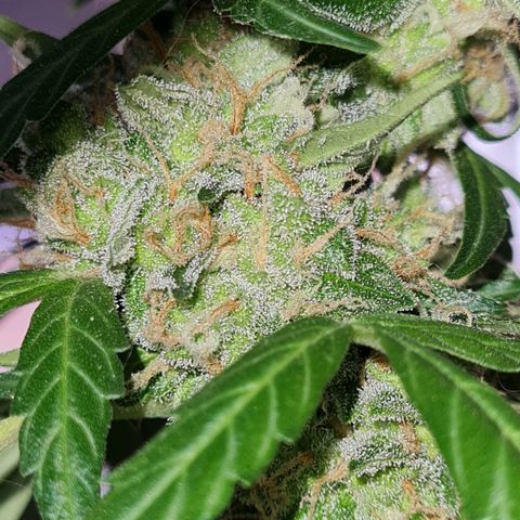 Gorilla glue 1 growlog timeline photo