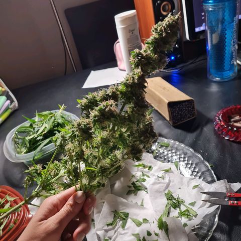 Gorilla glue 1 growlog timeline photo