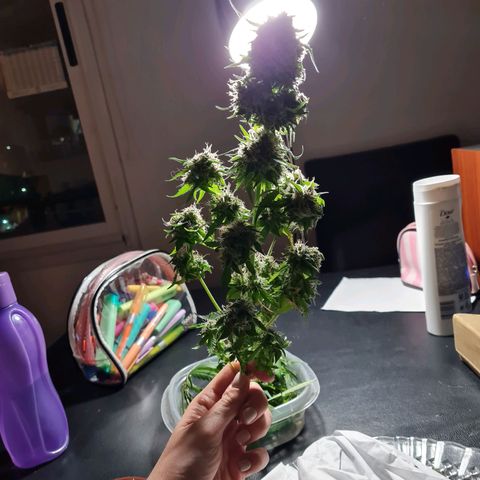 Gorilla glue 1 growlog timeline photo