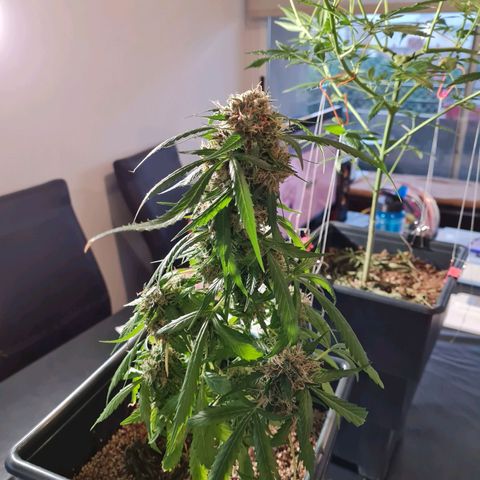 Gorilla glue 1 growlog timeline photo