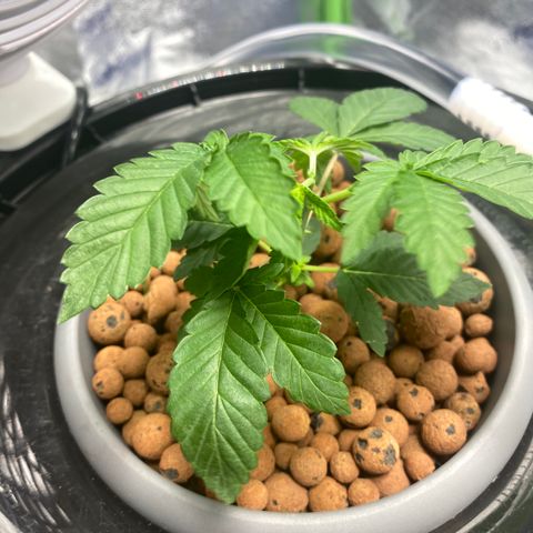Purple Tahoe Alien growlog photo: Topped above 5th node today