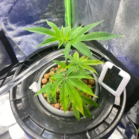 Wedding Cake growlog photo: Did not top but will in another week when I feel the plant has had more time to recover after the ph issue
